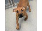 Elisha, Terrier (unknown Type, Small) For Adoption In Naperville, Illinois