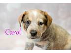 Carol, Terrier (unknown Type, Medium) For Adoption In Irwin, Pennsylvania
