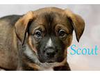 Scout, Terrier (unknown Type, Medium) For Adoption In Irwin, Pennsylvania