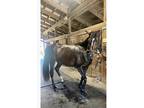 10 year old thoroughbred mare