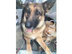 Adopt A1139224 a German Shepherd Dog