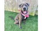 Adopt Sonny a Blue Lacy