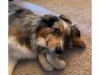 Adopt Hoku a Merle Australian Shepherd / Mixed dog in Colorado Springs