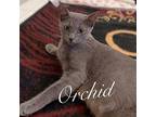 Orchid Russian Blue Adult Female