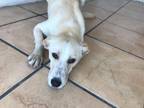 Adopt Balu a Yellow Labrador Retriever