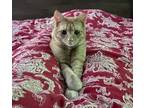 Adopt Scout a Orange or Red Tabby Domestic Shorthair / Mixed cat in Candler