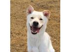 Adopt RICKY (S Korea) ck a White Jindo dog in Langley, BC (33793869)