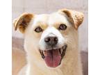 Adopt NAMU (S Korea) ck a White Jindo dog in Langley, BC (33805798)