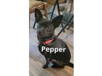 Adopt Pepper #5 a Black Miniature Pinscher / Mixed dog in Umatilla
