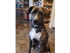 Adopt Jimmy a Mountain Cur, Black Mouth Cur