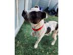 Legend, Pit Bull Terrier For Adoption In Portsmouth, Virginia