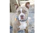 Adopt Aquafina a Red/Golden/Orange/Chestnut American Pit Bull Terrier / Mixed