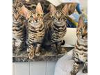 bengal kittens ready for adoption