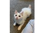 Mojo Domestic Longhair Kitten Male