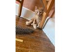Tobasco Domestic Shorthair Kitten Male