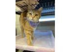 Adopt Sherry a Orange or Red Domestic Shorthair / Domestic Shorthair / Mixed cat