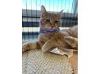 Adopt Blush a Orange or Red Domestic Shorthair / Domestic Shorthair / Mixed cat