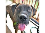 Adopt Jameson LW* a Brown/Chocolate Mastiff / Mountain Cur / Mixed dog in