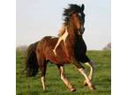 SSHBEA Registered Curly Stallion Get Your Allergy Free Foal