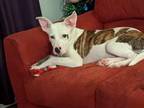 Adopt George a American Staffordshire Terrier, Jack Russell Terrier