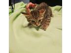 Chanel 1/9 Org ears Domestic Shorthair Kitten Female