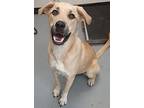 Belle Black Mouth Cur Young Female