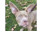 Grindylow Pit Bull Terrier Young Male
