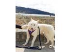 Adopt Callie a White Jindo / Mixed dog in toronto, ON (33862775)