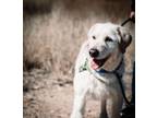 Adopt Scout a Labradoodle