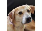Adopt Jasmine a Tan/Yellow/Fawn Labrador Retriever / Mixed dog in London