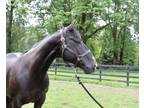 Adopt Levi a Quarterhorse