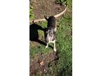 Adopt Josie a Labrador Retriever, German Shorthaired Pointer