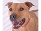 Adopt Jazzy a Tan/Yellow/Fawn - with White Shar Pei / American Pit Bull Terrier