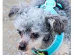 BETTY Poodle (Miniature) Adult Female