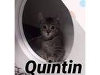 Quintin Domestic Shorthair Kitten Male