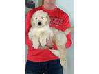 Spanky Labradoodle Puppy Male