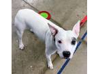 Tails American Pit Bull Terrier Adult Female