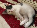Sully Domestic Shorthair Kitten Male
