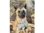 Penny Belgian Malinois Young Female