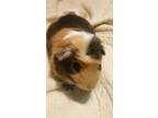 Adopt Camilo a Guinea Pig small animal in Williston, FL (33921842)