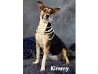 Adopt Kimmy a Tricolor (Tan/Brown & Black & White) Harrier / Mixed dog in