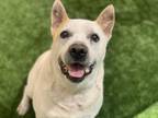 Adopt ANGEL a White German Shepherd Dog / Australian Cattle Dog / Mixed dog in
