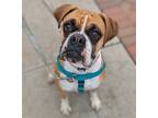 Adopt Kiwi - Foster Needed! a Boxer / Mixed dog in Denver, CO (33927039)