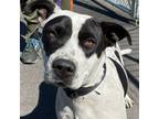 Adopt Willow a White - with Black American Staffordshire Terrier / Pointer /