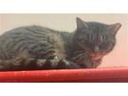 Adopt Tiger a Brown Tabby Domestic Shorthair / Mixed (short coat) cat in Hudson