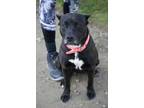 Adopt Franny a Black American Pit Bull Terrier / Mixed dog in Sanger