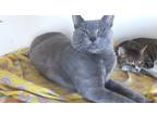 Adopt Blue???? a Gray or Blue (Mostly) Russian Blue (short coat) cat in