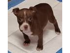Adopt Bully x Puppies a Black American Staffordshire Terrier / Mixed dog in