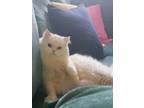 Adopt Cesar a White Persian (long coat) cat in Newmarket, ON (33939609)