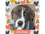 Adopt Jordan a Plott Hound / Mixed dog in Littleton, CO (33937239)